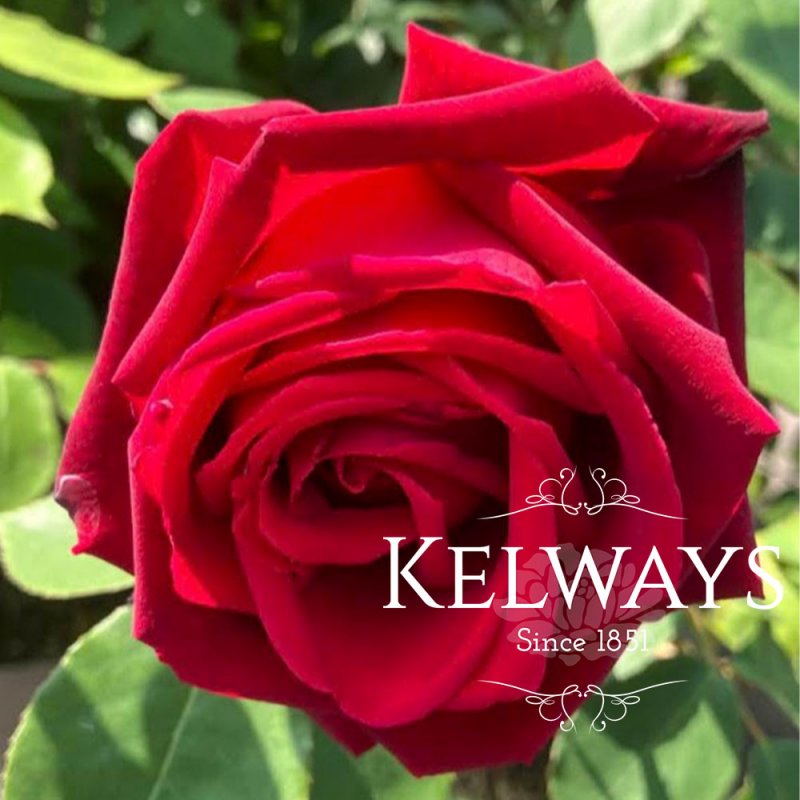 Rosa 'Climbing Etoile de Hollande' (ClHT)