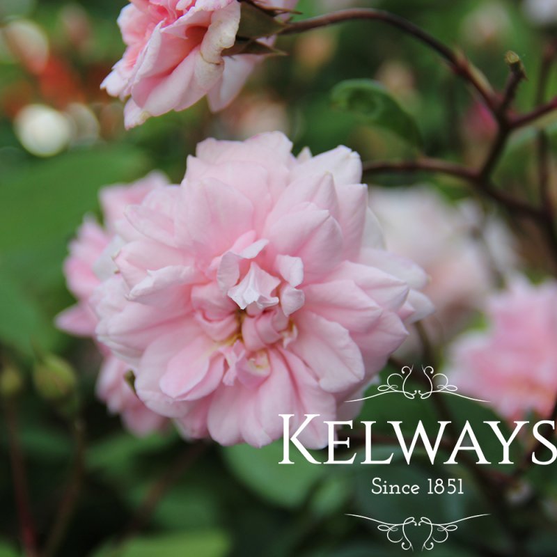 Rosa 'Climbing Cecile Brunner' (ClPoly)