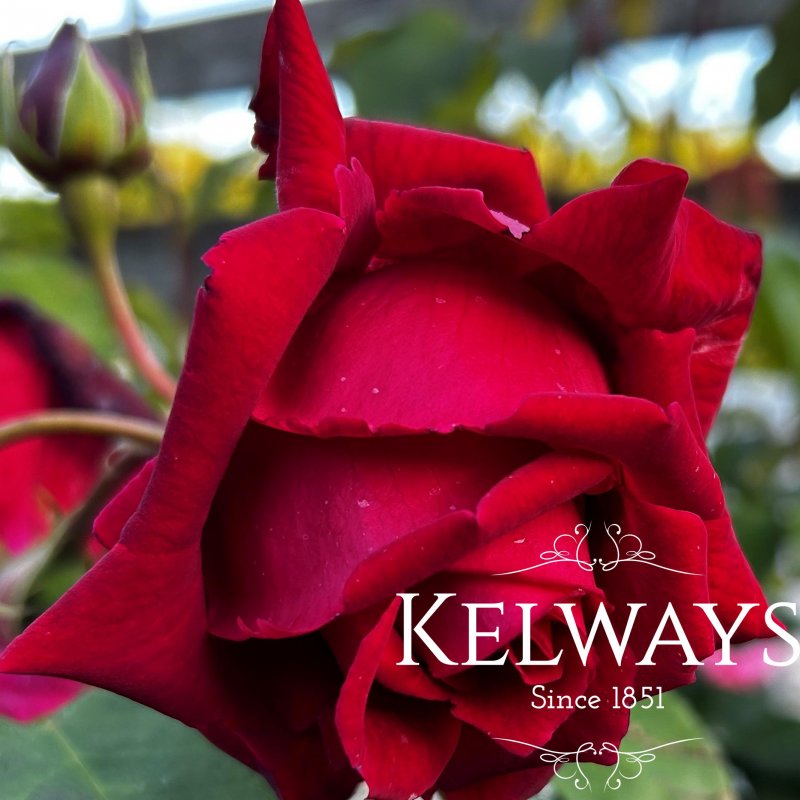 Rosa 'Climbing Ena Harkness' (ClHT)
