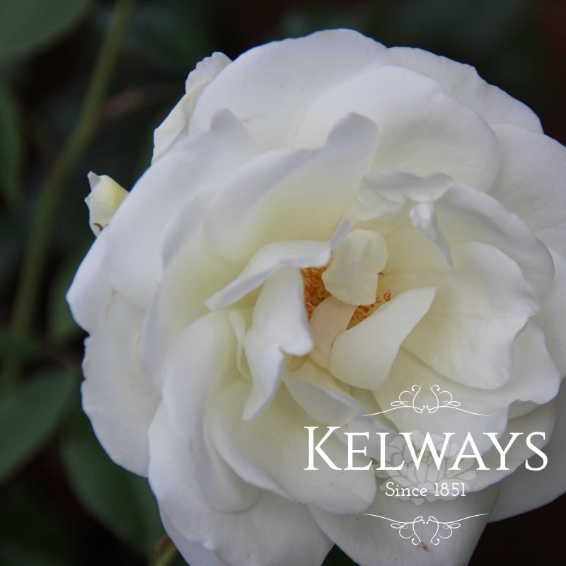 Rosa 'Climbing Iceberg' (ClF)