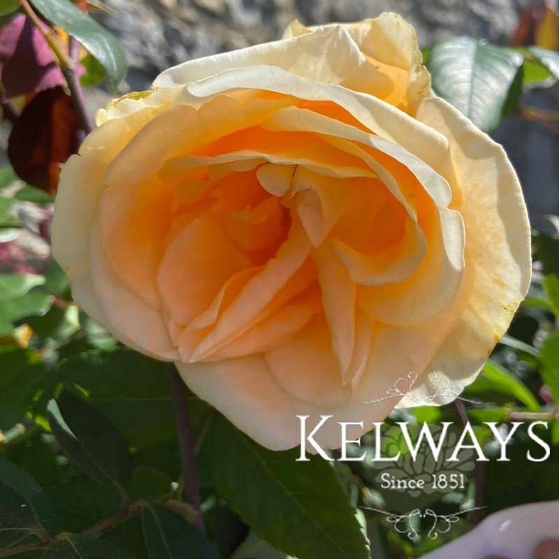 Rosa 'Climbing Lady Hillingdon' (ClT)