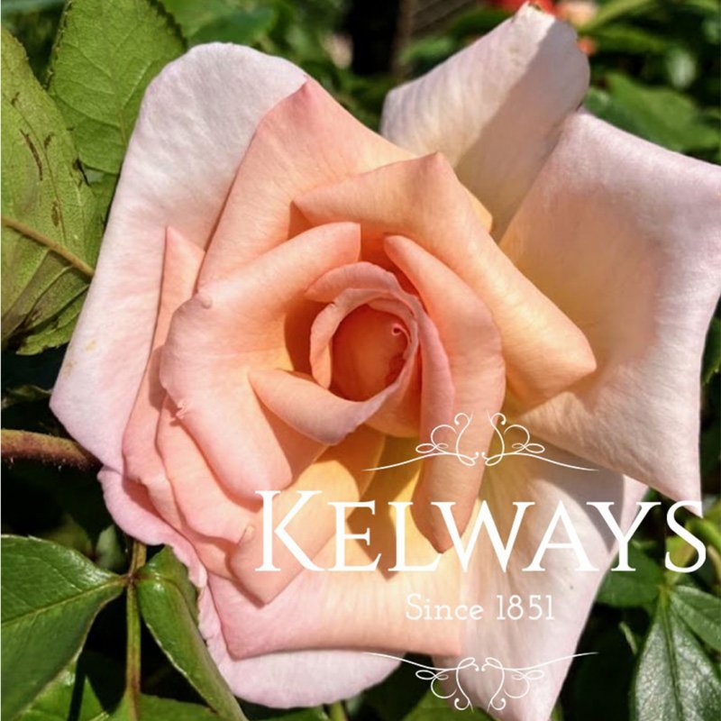 Rosa 'Compassion' (ClHT)