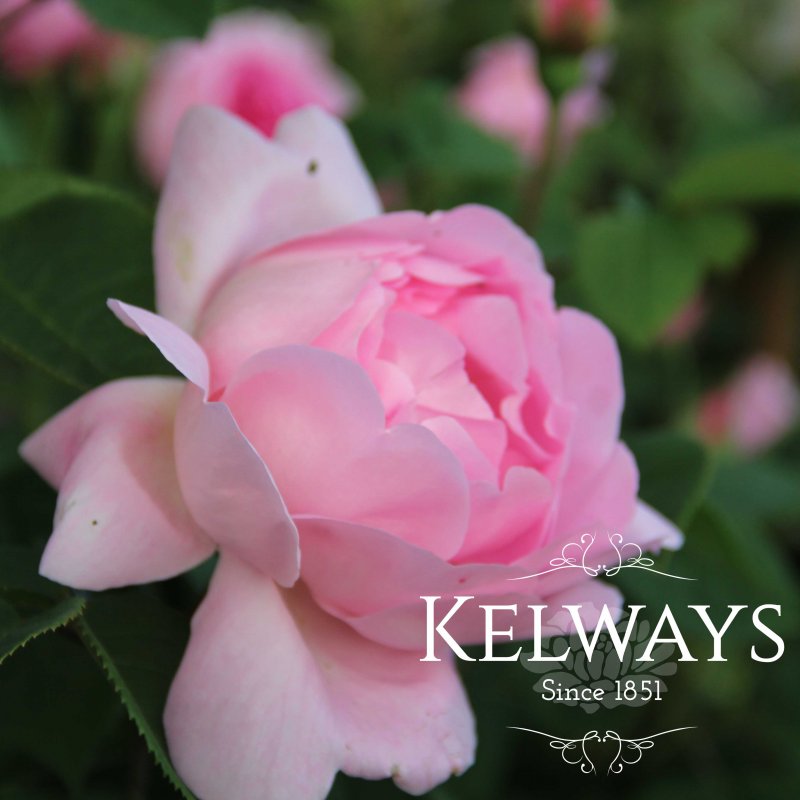 Rosa 'Constance Spry' (ClS)