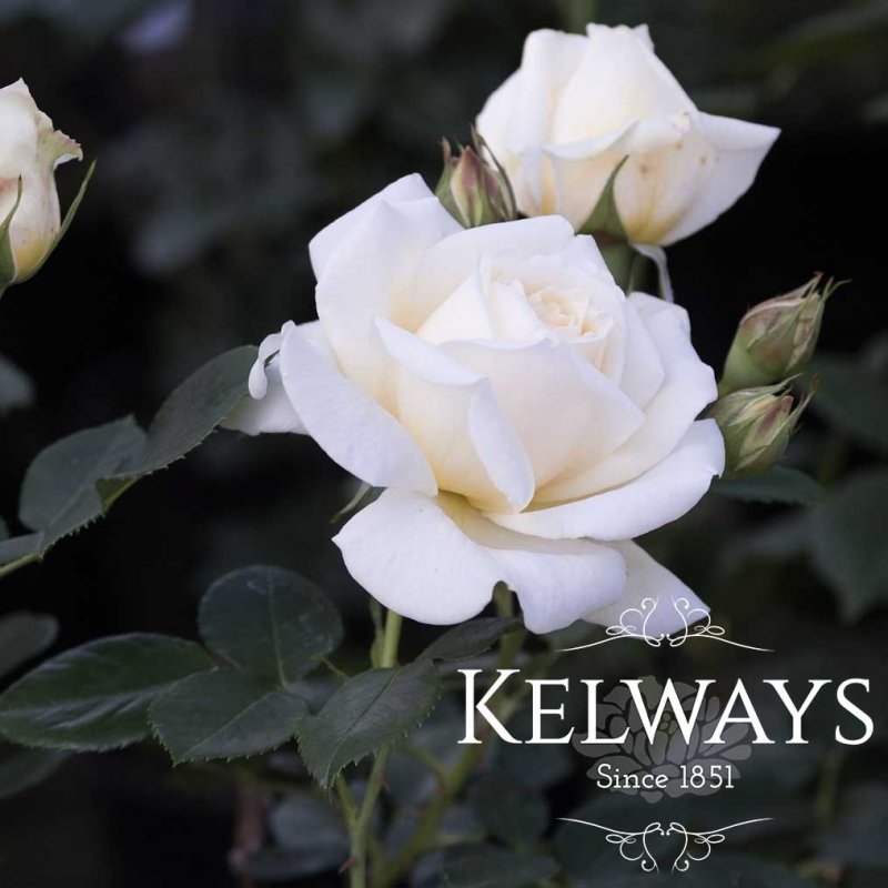 Rosa Creme de la Creme ('Gancre' PBR) (ClHT)