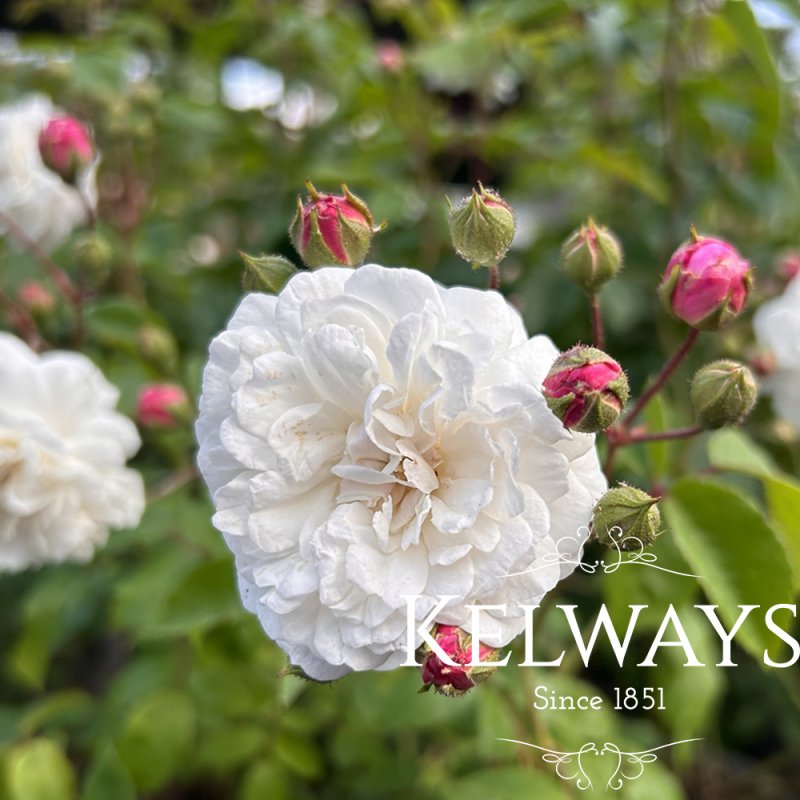 Rosa 'Felicite-Perpetue' (Ra)