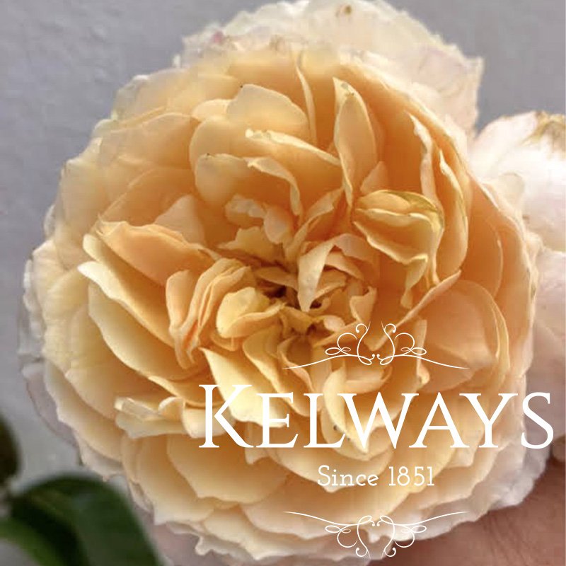 Rosa Ginger Syllabub ('Harjolina' PBR) (ClHT)