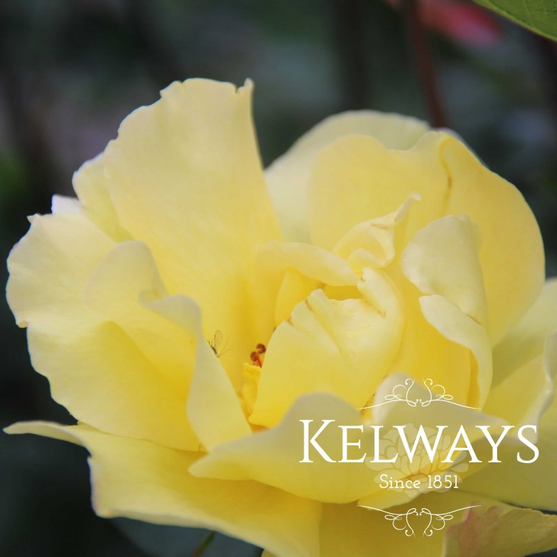 Rosa 'Golden Showers' (Cl)