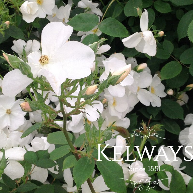 Rosa Kew Gardens ('Ausfence' PBR) (S)