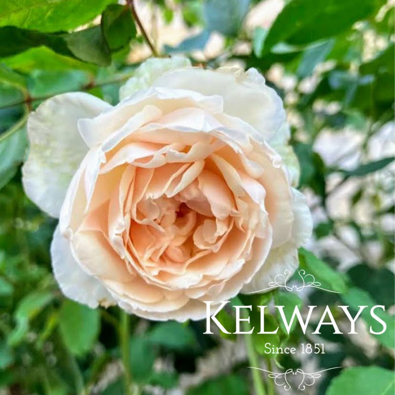 Rosa 'Madame Alfred Carriere' (N0