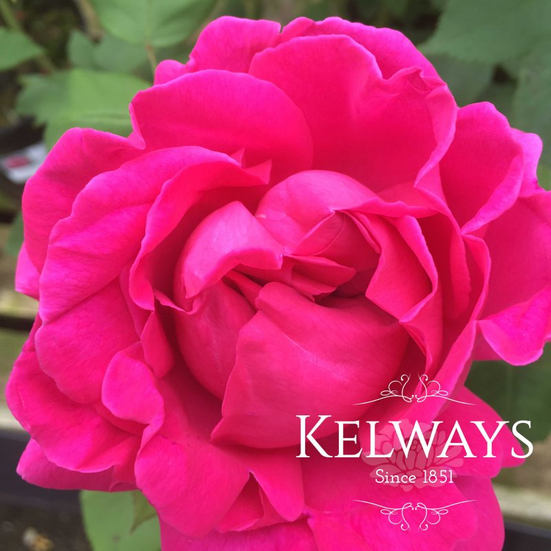 Rosa 'Madame Isaac Pereire' (ClBb)