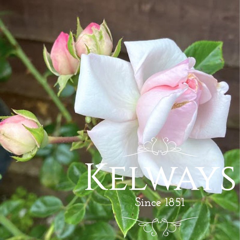 Rosa 'New Dawn' (Cl)