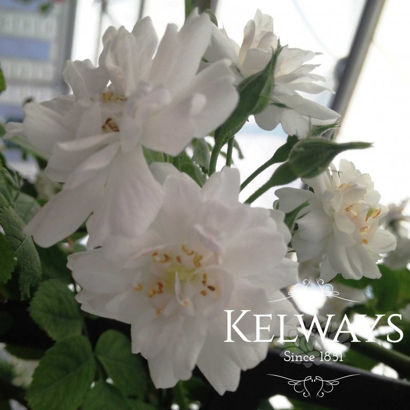 Rosa 'Paul's Himalayan Musk' (Ra)