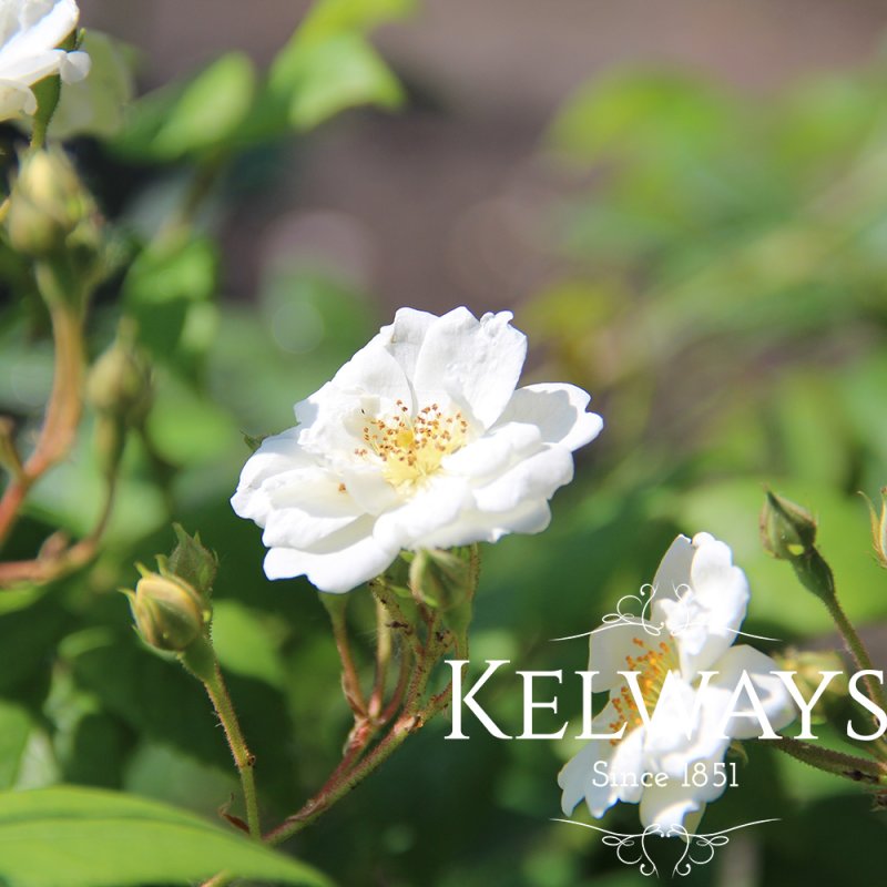 Rosa 'Rambling Rector' (Ra)