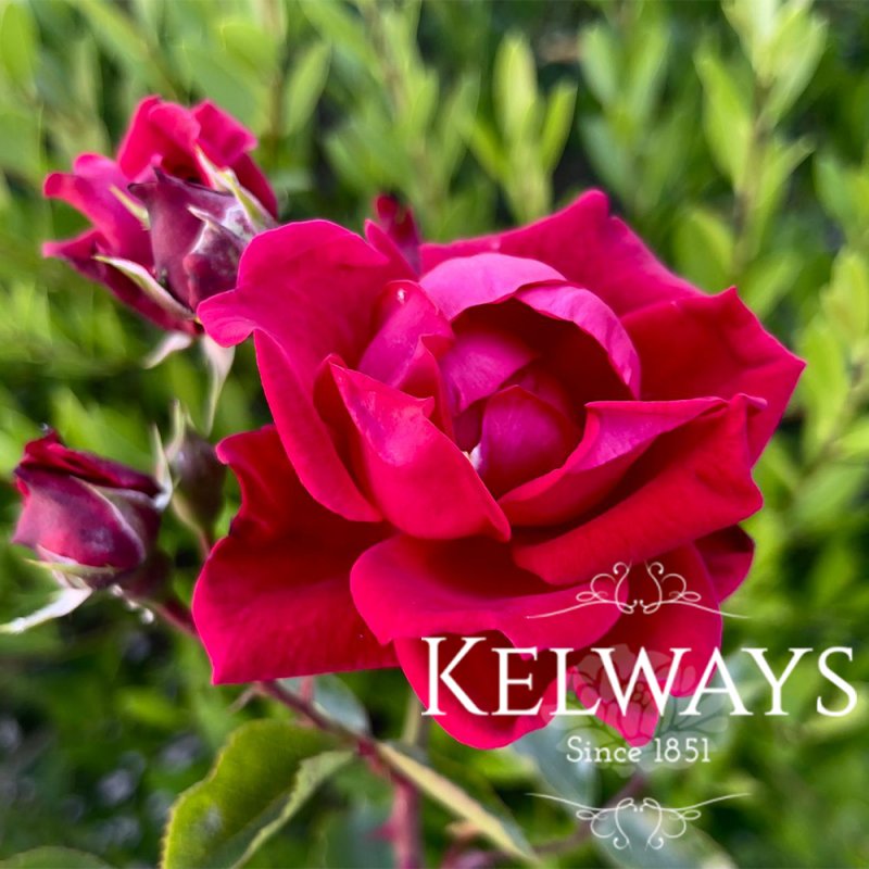 Rosa 'Etendard' (ClHT)