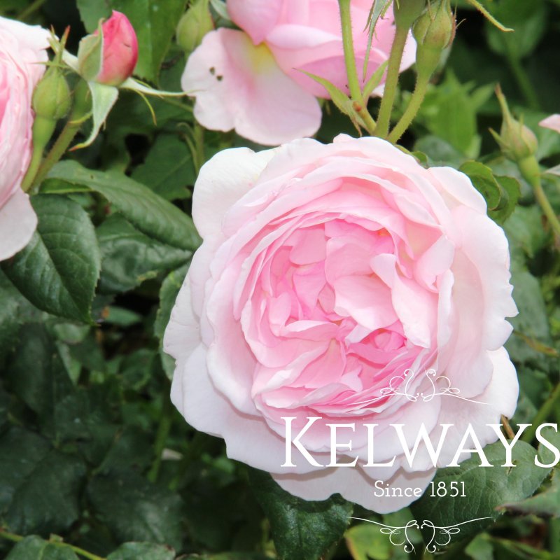 Rosa Scepter'd Isle ('Ausland' (S)