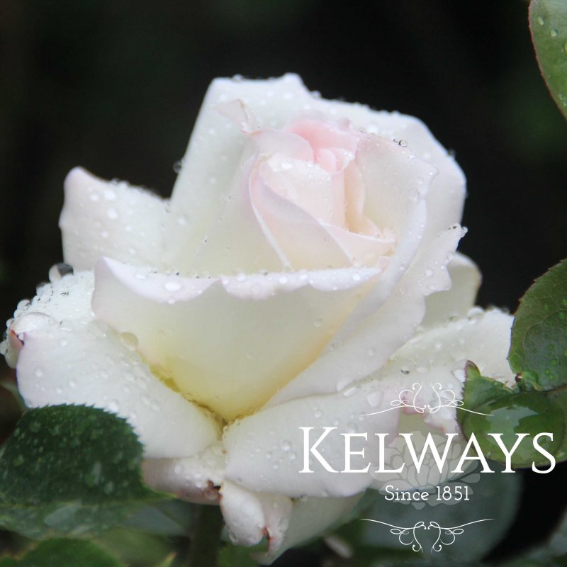 Rosa 'Silver Wedding' (HT)