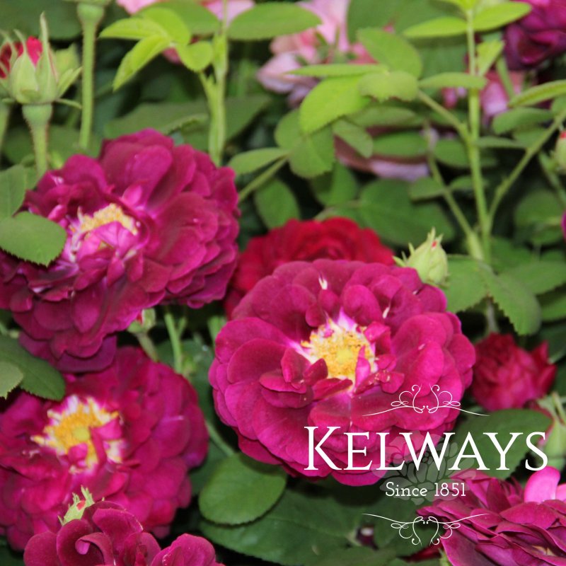 Rosa 'Tuscany Superb' (G)