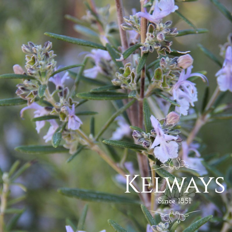 Salvia rosmarinus (Ro)