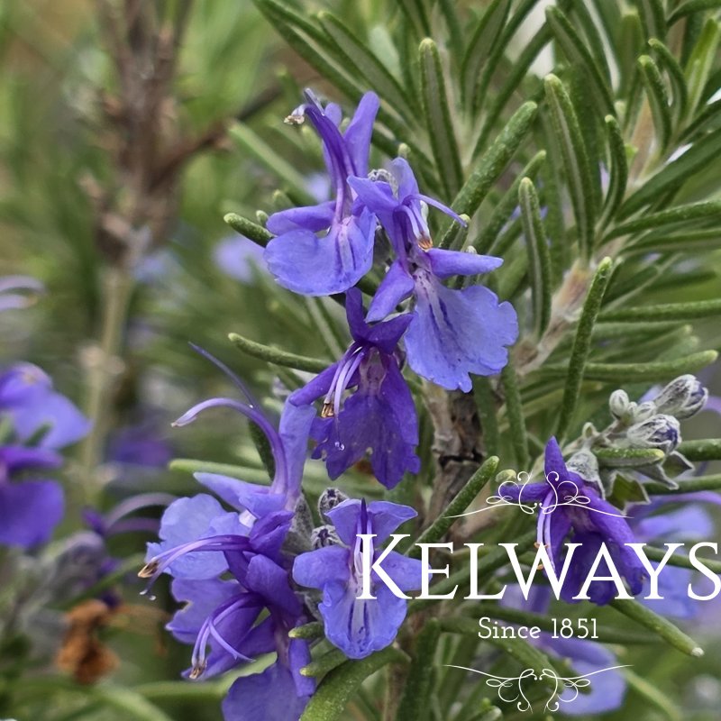 Salvia rosmarinus 'Tuscan Blue' (Ro)