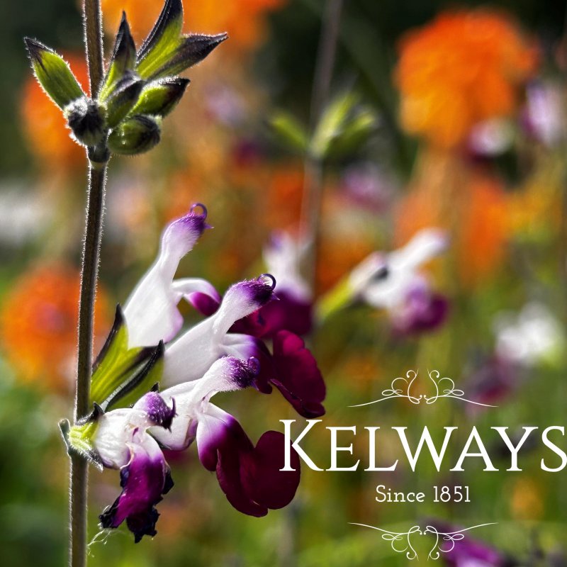 Salvia Amethyst Lips ('Dyspurp')