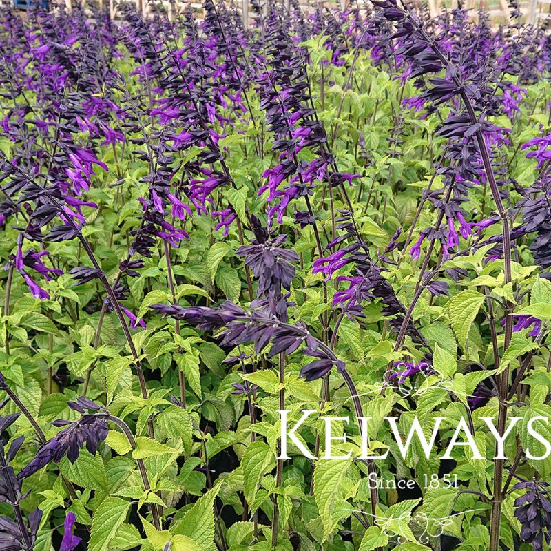 Salvia 'Amistad' PBR