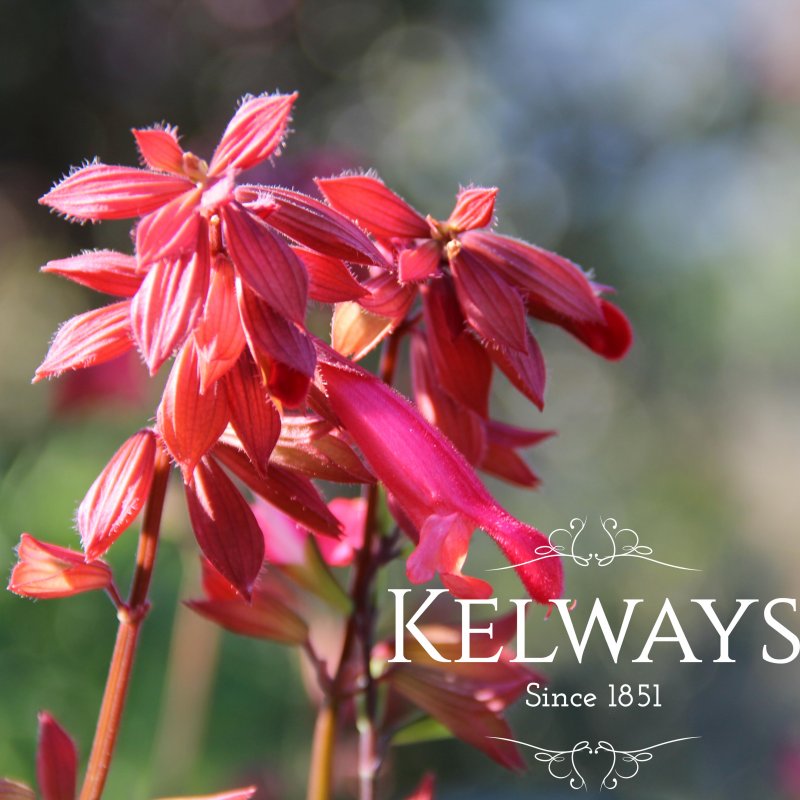 Salvia Ember's Wish ('Sal 0101' PBR)