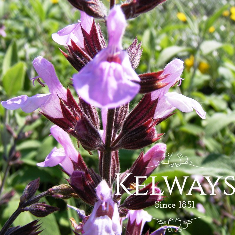 Salvia fruticosa