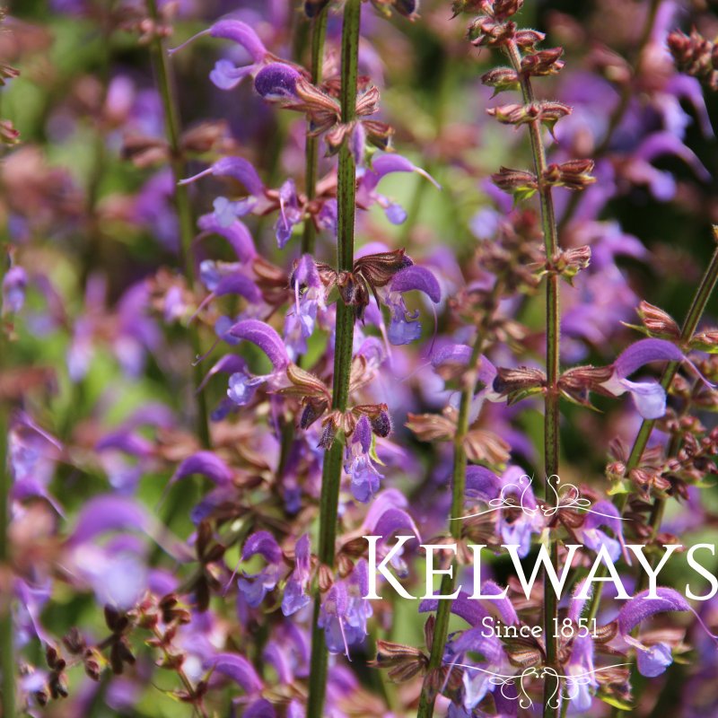 Salvia 'Indigo Spires'