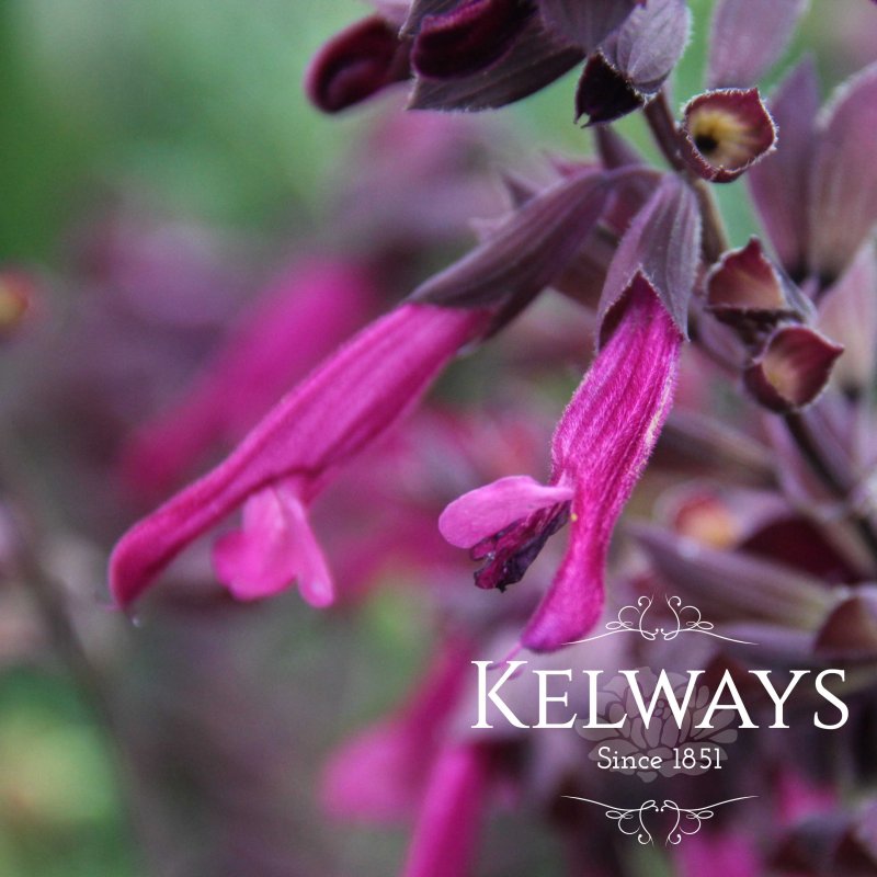 Salvia Love and Wishes ('Serendip6' PBR)