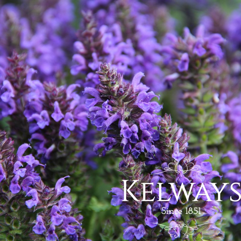 Salvia nemorosa Marcus ('Haeumanarc' PBR)
