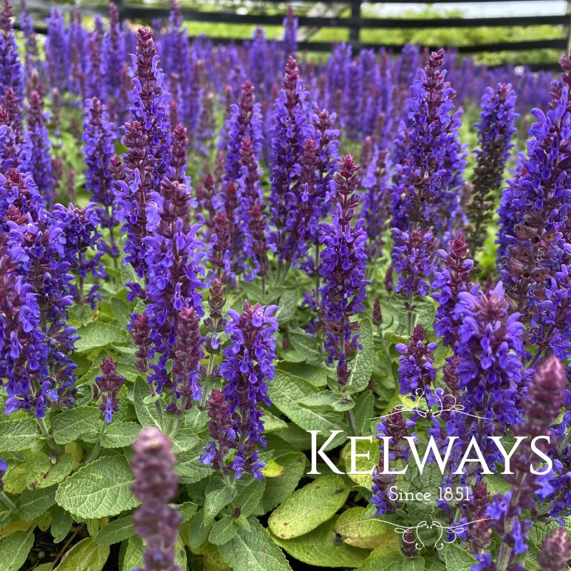 Salvia nemorosa Sesnation Compact Deep Blue ('Florsaldblue') (Sensation Series)