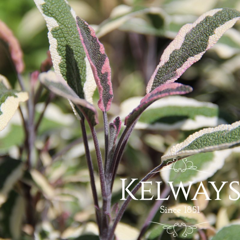 Salvia officinalis 'Tricolor' (v)