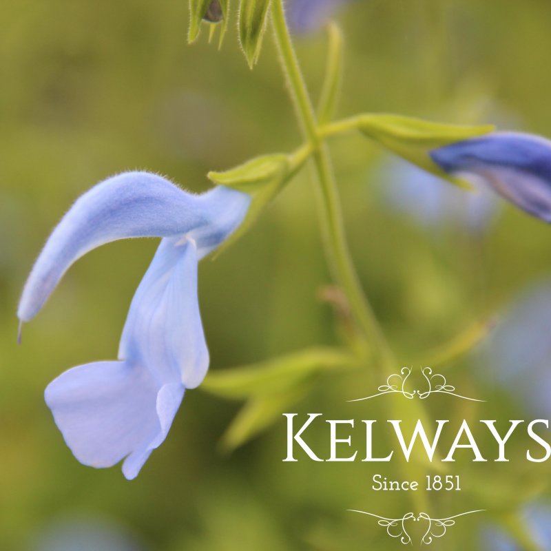 Salvia patens 'Cambridge Blue'