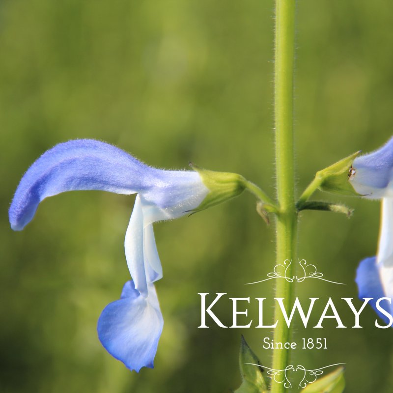 Salvia patens 'Dot's Delight'