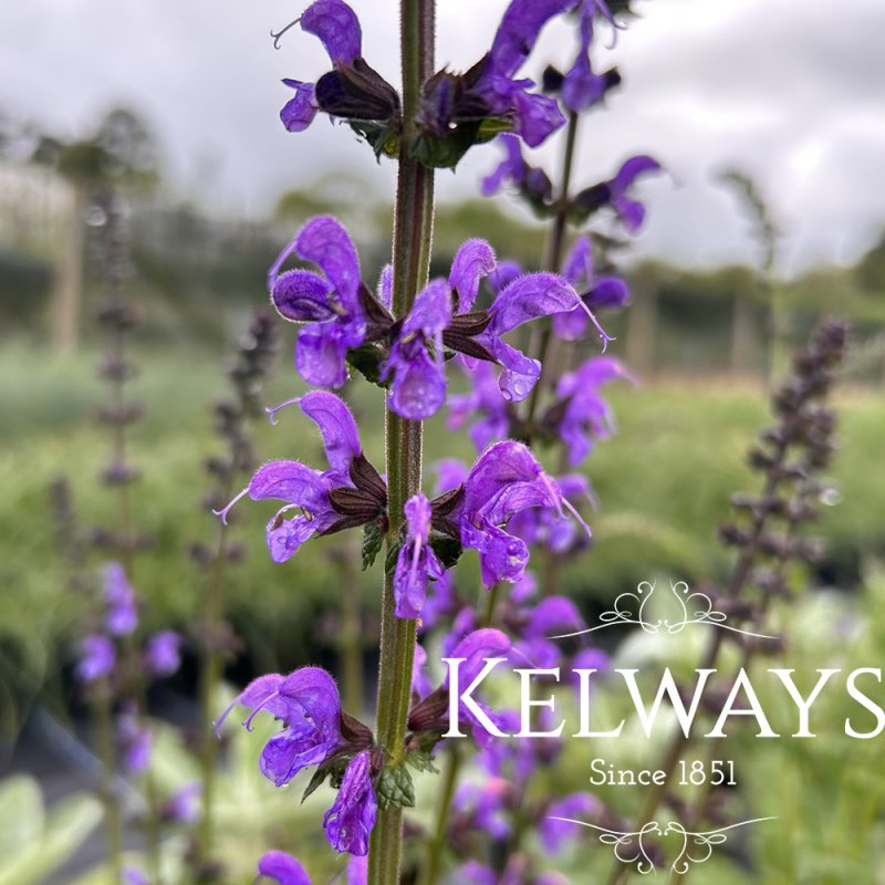 Salvia pratensis