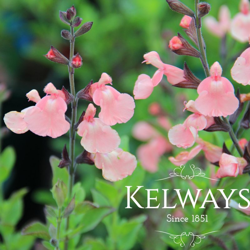Salvia 'Salmon Dance'
