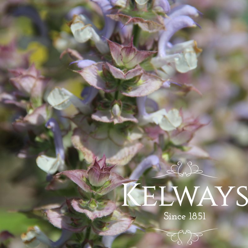 Salvia sclarea