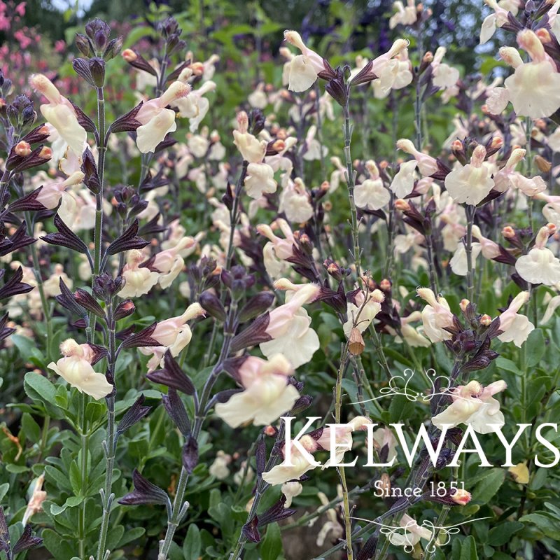 Salvia x jamensis 'Melen' PBR