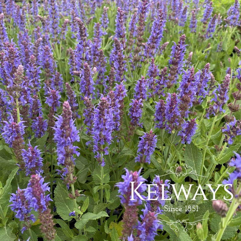 Salvia x sylvestris 'Blauhugel'