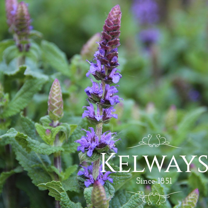 Salvia x sylvestris 'Deep Blue Field'