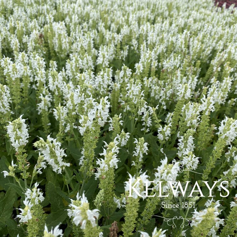 Salvia x sylvestris 'Schneehugel'