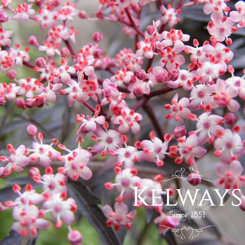 Sambucus nigra f. porphyrophylla 'Black Lace' PBR