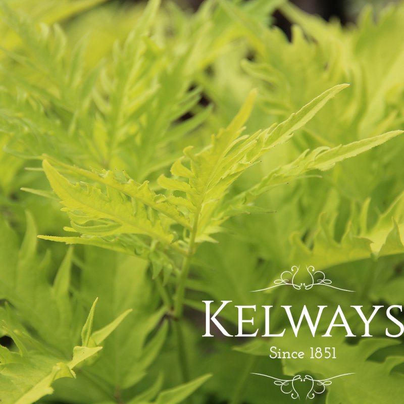 Sambucus racemosa 'Sutherland Gold'