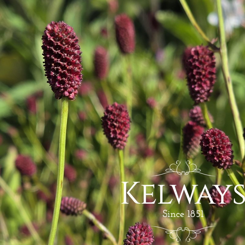 Sanguisorba 'Tanna'
