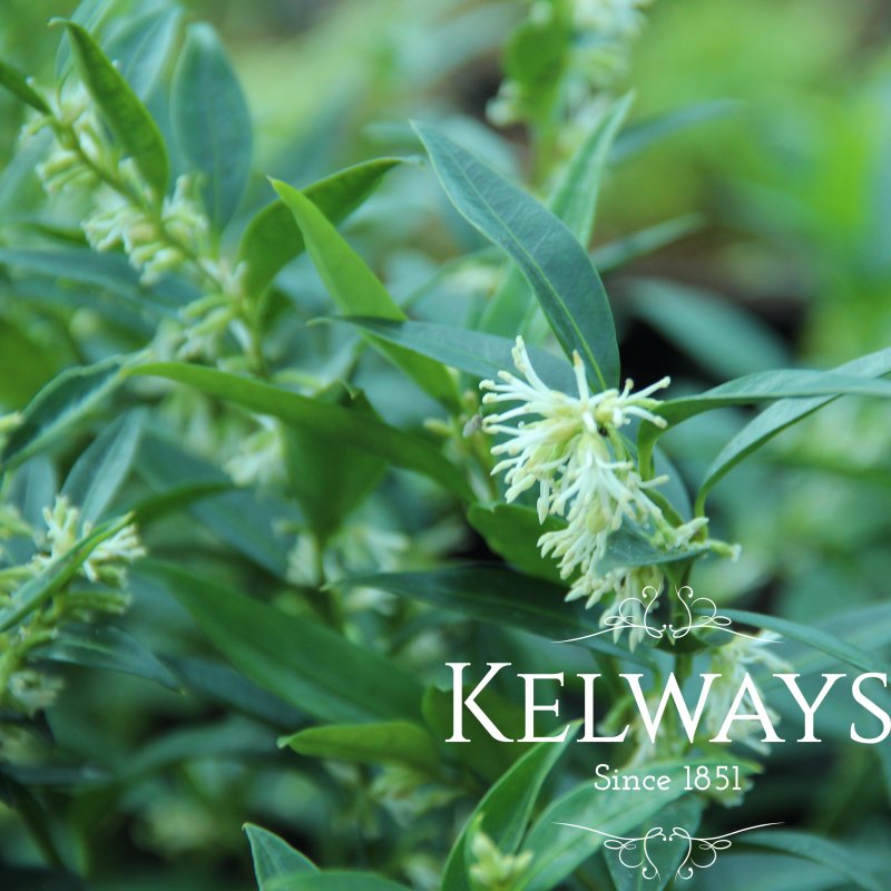 Sarcococca ruscifolia var. chinensis 'Dragon Gate'