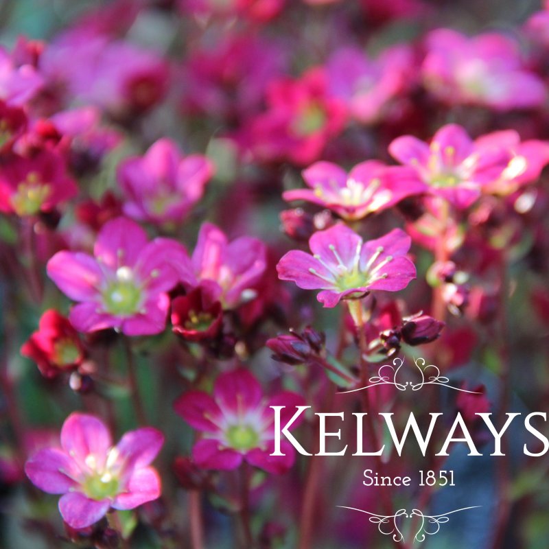 Saxifraga 'Saxony Red' (x arendsii) (Saxony Series)