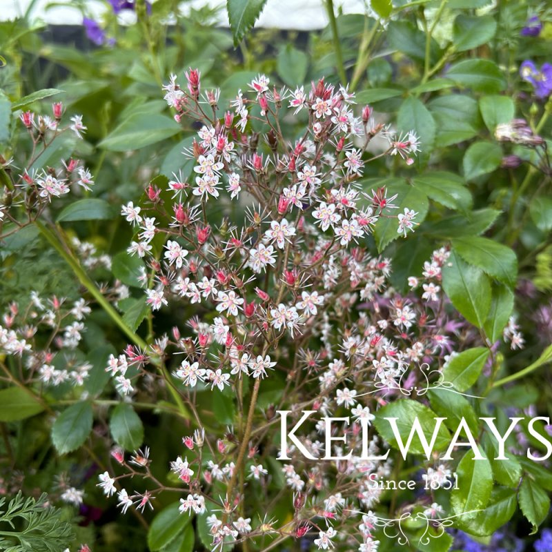 Saxifraga x urbium
