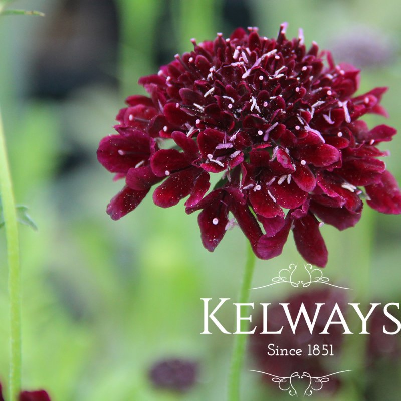 Scabiosa atropurpurea 'Black Knight'