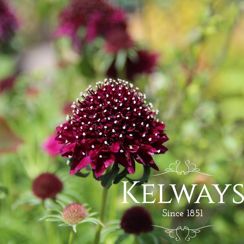 Scabiosa 'Barocca'