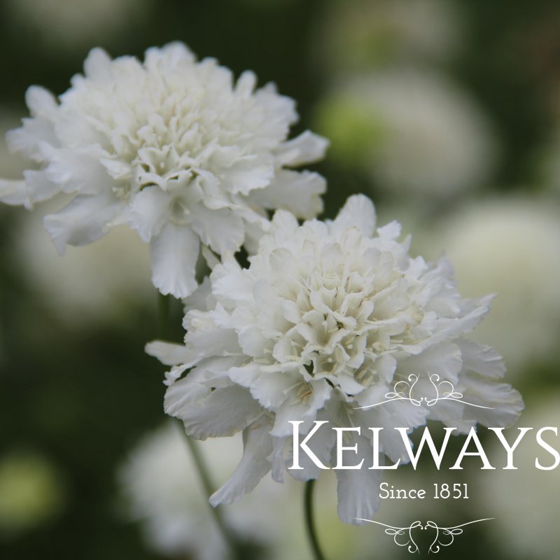 Scabiosa atropuprurea 'Snowmaiden'